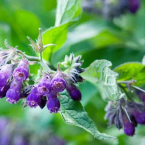 Lotmay™ Herbal Comfrey Patches