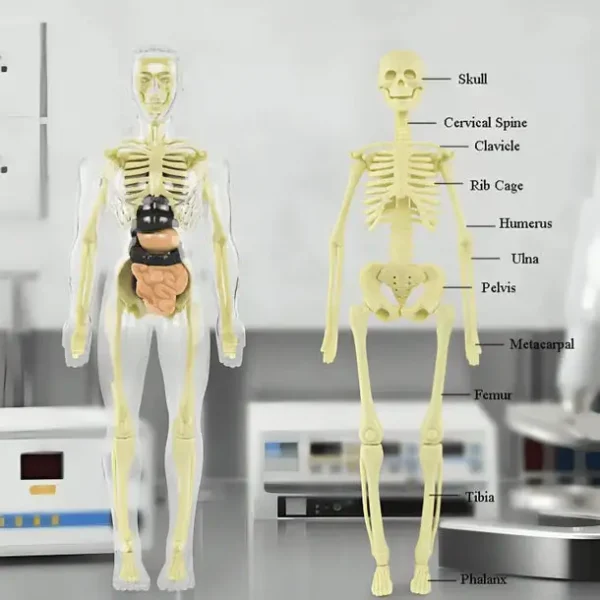 SciBlaz™ Clear Human Body Structure Model - Image 9